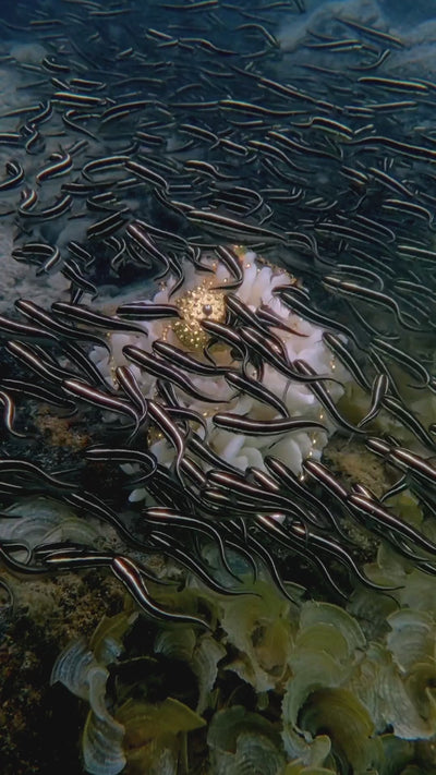 Video Oceano Pearls